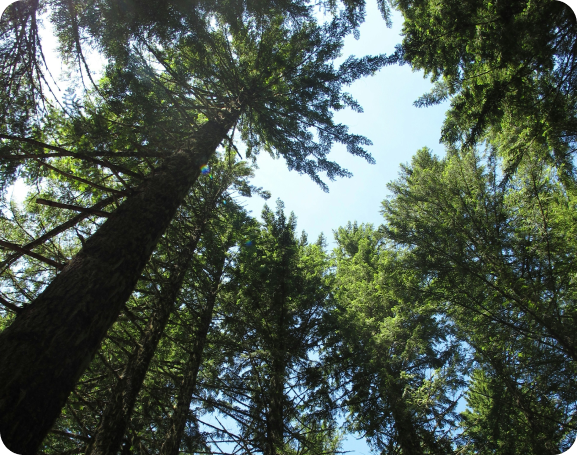 Alliances for Climate Actions