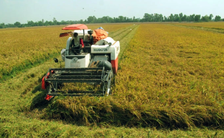 Rising rice prices bring farmers nearly 20 million dong profit per hectare