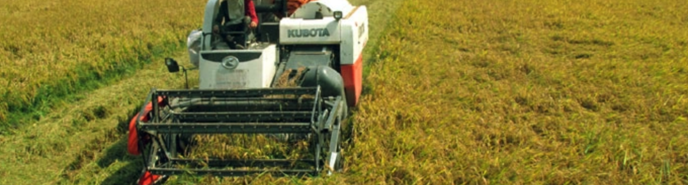 Rising rice prices bring farmers nearly 20 million dong profit per hectare